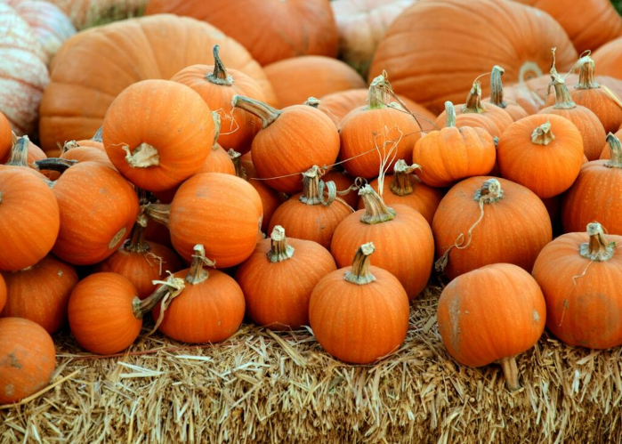 Annapolis Fall Harvest Festival
