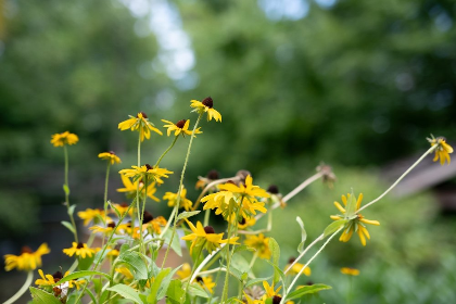 Summer Plant Stroll Series #1