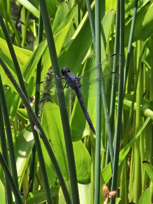 Southern Appalachian Entomology