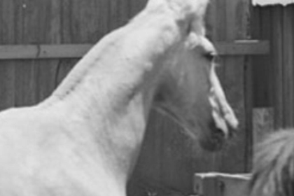 pale horse @ leu leu