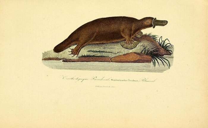 The Platypus Affiliated Society