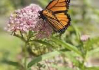 Bring more pollinators to your yard. Learn how to Plant Native with us
