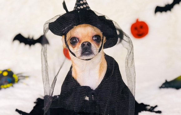 Halloween-Themed Pet Portraits