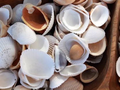 Make and Create: Seashell Art