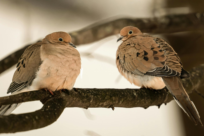 Bird Day | AVL GO | AVL GO
