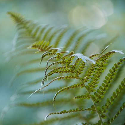 Forest Bathing Retreat: Summer in the Blue Ridge