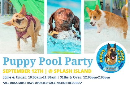 Puppy Pool Party at Splash Island