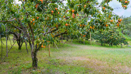 Fruit Trees: Workshop with Master Gardener Caroline Westfall