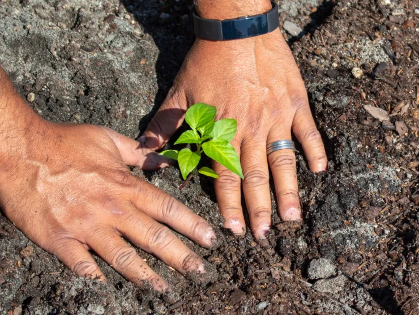 Roots and Readers: Fall Prep and Plant Exchange