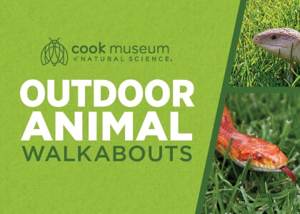 Outdoor Animal Walkabouts