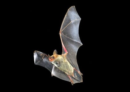 Going Batty at the Nature Center