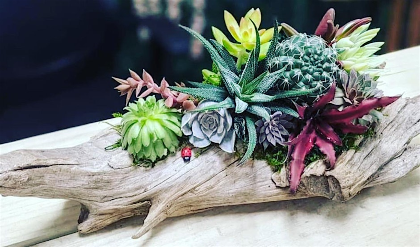 Living Succulent Driftwood Centerpiece Workshop