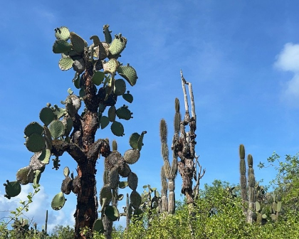 Austin Cactus & Succulent Society July Meeting