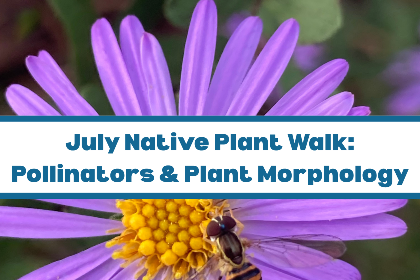 July Native Plant Walk