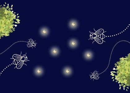 After Dark: "A Nocturnal Insect Walk"