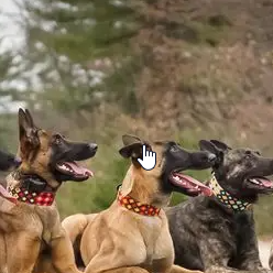 Central K9 Performance Dogs