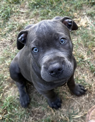Puppy adoption