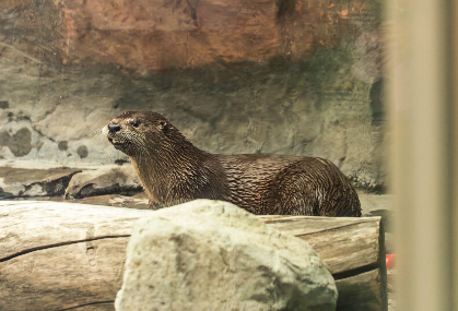 North American River Otter Enrichment/Training