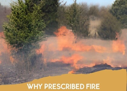 Why Prescribed Fire?