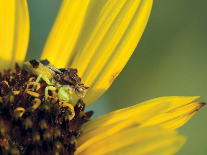 Summer Film Series: Learning to See: The World of Insects