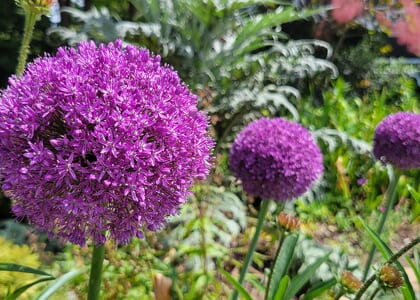 Gardening with Bulbs