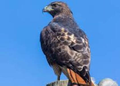 "Raptors of the River”
