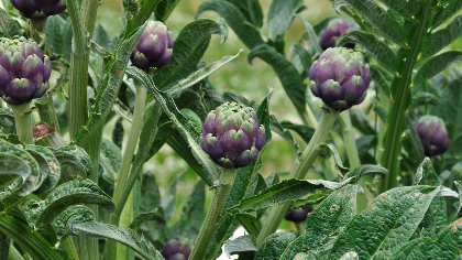 Edible History: Plants of the Mediterranean