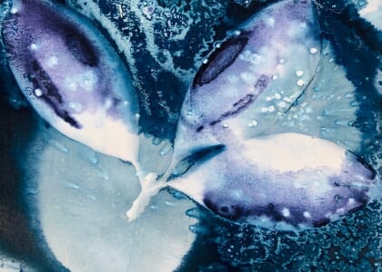IDK Wet Cyanotype