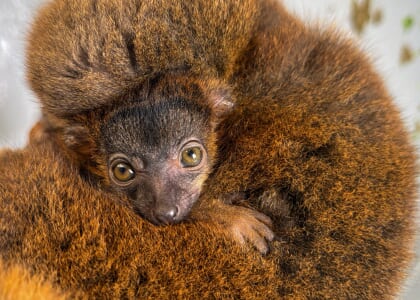 Lemur Baby Shower
