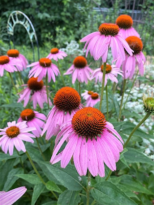 Grow with Us- Include Native Plants: Beautiful & Beneficial