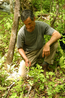 The Forest's Gifts of Food: Medicine and Craft As Practiced By the Native Americans