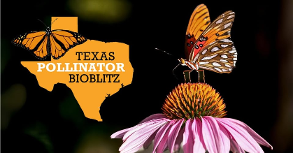10th Annual Texas Pollinator BioBlitz