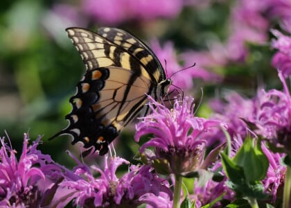 Pollinator Walk