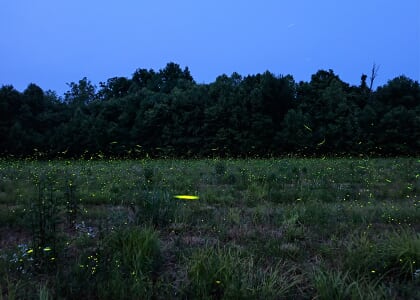 Fireflies in the Garden