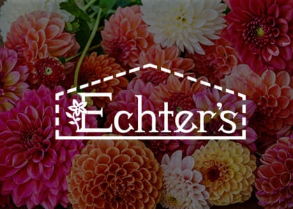 Growing Dahlias – Stars of the Summer Garden