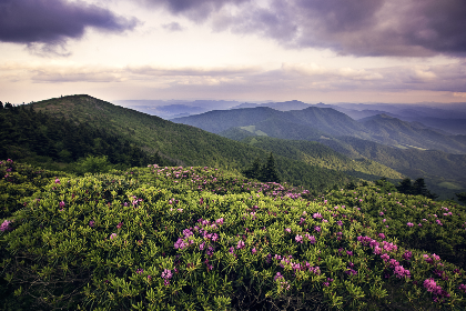 Introduction to Appalachian Ecology