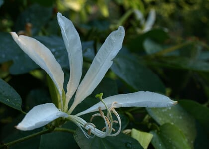 The Midweek Program - "Breaking up Fabaceae