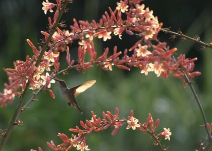Plant-Lover's Tour: "Hummingbird Plants"