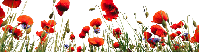 Where the Poppies Bloom: A Baltimore Community Commemoration of October 7
