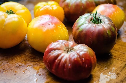 Tomato Time!!
