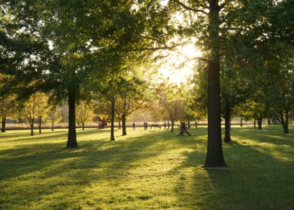 Summer Solstice 2026: A Murmur in the Trees