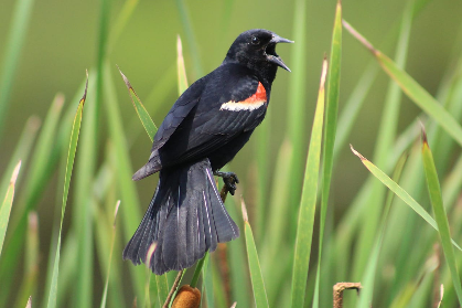 Birding for Beginners