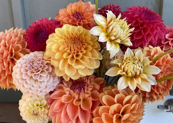 Dahlia Show