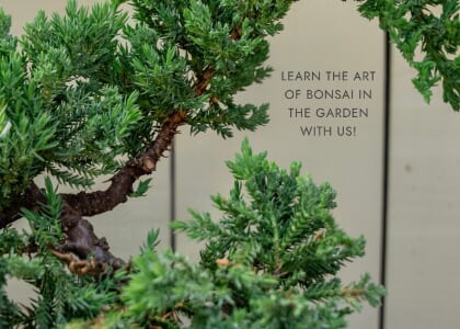Bonsai Basics