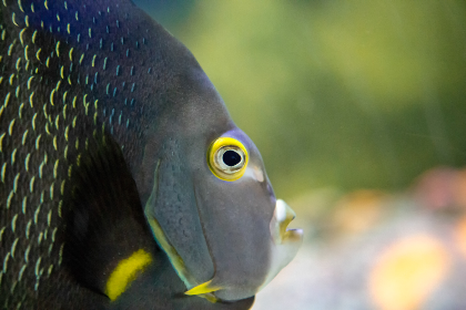 Live Animal Feeding - Ocean Habitat