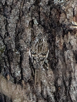 Arboretum Bird Walk