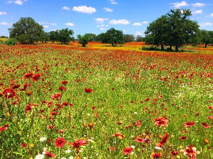 Biodiversity of the Texas Hill Country