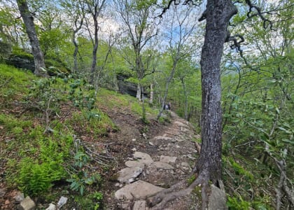 Wisdom and Lore: Plant Identification & Yoga Hike