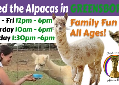 Alpaca Interaction - GSO