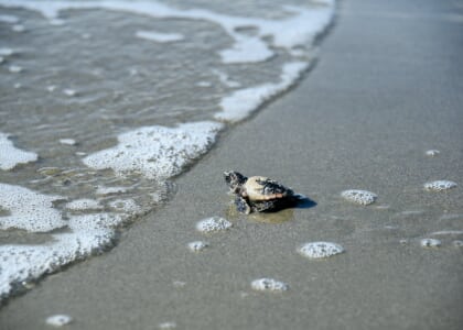 REI Presents: SC DNR's Sea Turtles of South Carolina